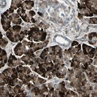 Immunohistochemical staining of human pancreas shows strong cytoplasmic positivity in exocrine glandular cells.