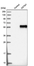 Western blot analysis in control (vector only transfected HEK293T lysate) and OSTM1 over-expression lysate (Co-expressed with a C-terminal myc-DDK tag (~3.1 kDa) in mammalian HEK293T cells, LY402271).