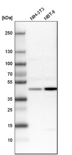 Western blot analysis in mouse cell line NIH-3T3 and rat cell line NBT-II.
