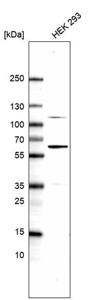 Western blot analysis in human cell line HEK 293.