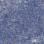 Immunohistochemical staining of human lymph node using Anti-HSD17B4 antibody HPA021302.