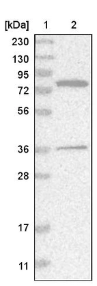 Lane 1: Marker [kDa] 230, 130, 95, 72, 56, 36, 28, 17, 11_br/_Lane 2: Human cell line RT-4