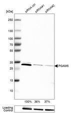 Western blot analysis in RT-4 cells transfected with control siRNA, target specific siRNA probe #1 and #2, using Anti-PGAM5 antibody. Remaining relative intensity is presented. Loading control: Anti-PARP1.