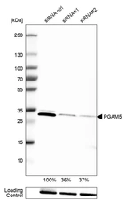 Western blot analysis in RT-4 cells transfected with control siRNA, target specific siRNA probe #1 and #2, using Anti-PGAM5 antibody. Remaining relative intensity is presented. Loading control: Anti-PARP1.