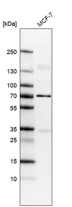 Western blot analysis in human cell line MCF-7.