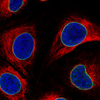 Immunofluorescence staining of MCF7 cells using the Anti-LMNB1 monoclonal antibody, showing specific staining of nuclear membrane in green. Microtubule- and nuclear probes are visualized in red and blue, respectively (where available).