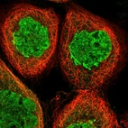 Immunofluorescent staining of human cell line A-431 shows localization to nucleoplasm, cytosol & the Golgi apparatus.