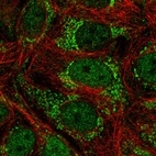 Immunofluorescent staining of human cell line MCF7 shows localization to nucleoplasm & mitochondria.