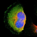 Immunofluorescent staining of human cell line U-251 MG shows localization to nucleus & cytosol.