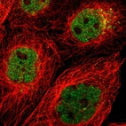 Immunofluorescent staining of human cell line A-431 shows localization to nucleoplasm & the Golgi apparatus.