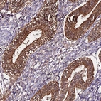 Immunohistochemical staining of human endometrium shows strong cytoplasmic-membranous positivity in glandular cells.