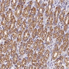 Immunohistochemical staining of human stomach shows strong membranous and cytoplasmic positivity in glandular cells.