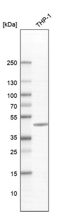 Anti-CMPK2 Antibody