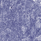 Immunohistochemical staining of human lymph node shows no positivity in non-germinal center cells as expected.