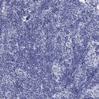 Immunohistochemical staining of human lymph node shows no positivity in non-germinal center cells as expected.
