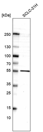 Anti-LHX9 Antibody