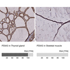 Anti-PDIA3 Antibody