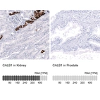 Anti-CALB1 Antibody
