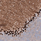 Immunohistochemical staining of mouse cerebellum shows strong cytoplasmic positivity in Purkinje cells.