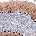 Immunohistochemical staining of rat cerebellum shows strong cytoplasmic positivity in Purkinje cells.