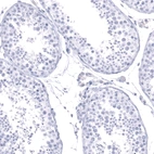 Immunohistochemical staining of human testis shows no positivity in cells in seminiferous ducts as expected.