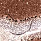 Immunohistochemical staining of rat cerebellum shows strong cytoplasmic positivity in Purkinje cells.