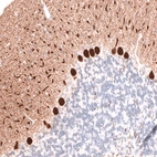 Immunohistochemical staining of rat cerebellum shows strong cytoplasmic positivity in Purkinje cells.