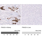 Anti-PVALB Antibody