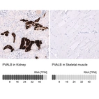 Anti-PVALB Antibody