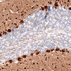 Immunohistochemical staining of rat cerebellum shows strong cytoplasmic positivity in Purkinje cells as well as in cells in the molecular layer.