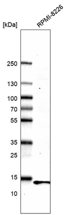 Western blot analysis in human cell line RPMI-8226.