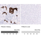 Anti-PVALB Antibody