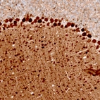 Immunohistochemical staining of mouse cerebellum shows strong cytoplasmic positivity in Purkinje cells.