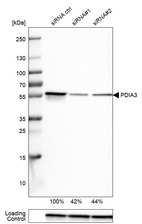 Western blot analysis in U-251MG cells transfected with control siRNA, target specific siRNA probe #1 and #2, using Anti-PDIA3 antibody. Remaining relative intensity is presented. Loading control: Anti-GAPDH.