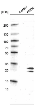 Western blot analysis in control (vector only transfected HEK293T lysate) and PNOC over-expression lysate (Co-expressed with a C-terminal myc-DDK tag (~3.1 kDa) in mammalian HEK293T cells, LY416784).