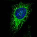 Immunofluorescence staining in HeLa cell line with Anti-PDIA3 monoclonal antibody, showing specific staining of endoplasmic reticulum in green. Microtubule- and nuclear probes are visualized in red and blue respectively (where available).