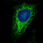 Immunofluorescence staining in HeLa cell line with Anti-PDIA3 monoclonal antibody, showing specific staining of endoplasmic reticulum in green. Microtubule- and nuclear probes are visualized in red and blue respectively (where available).