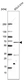 Anti-ETV1 Antibody