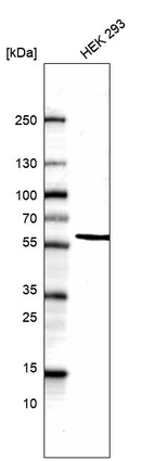 Anti-POU3F3 Antibody