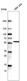 Anti-POU3F3 Antibody