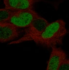 Immunofluorescence staining in SH-SY5Y cell line with Anti-POU3F3 monoclonal antibody, showing specific staining of nucleoplasm in green. Microtubule- and nuclear probes are visualized in red and blue respectively (where available).