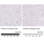 Anti-POU3F3 Antibody