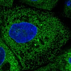 Immunofluorescence staining in A431 cell line with Anti-PDIA3 monoclonal antibody, showing specific staining of endoplasmic reticulum in green. Microtubule- and nuclear probes are visualized in red and blue respectively (where available).