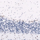 Immunohistochemical staining of rat cerebellum shows moderate to strong nuclear positivity in a subset of neurons.