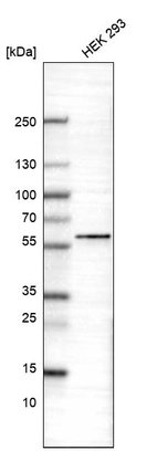 Western blot analysis in human cell line HEK 293.
