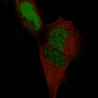 Immunofluorescence staining in SH-SY5Y cell line with Anti-POU3F3 monoclonal antibody, showing specific staining of nucleoplasm in green. Microtubule- and nuclear probes are visualized in red and blue respectively (where available).