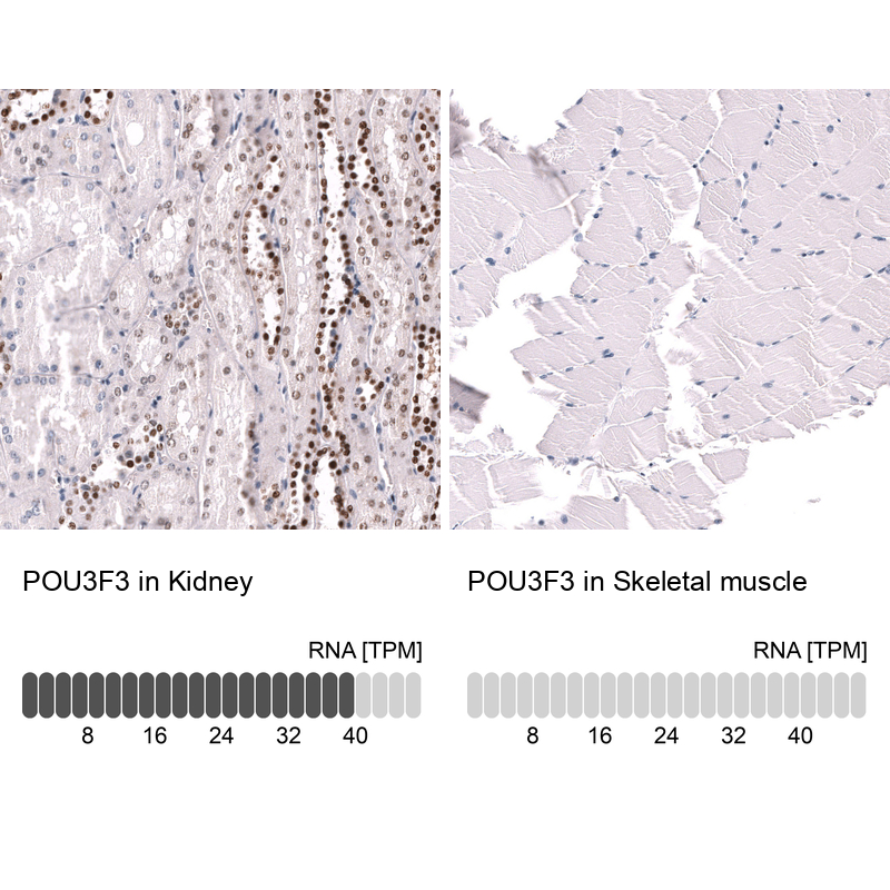 Anti-POU3F3 Antibody