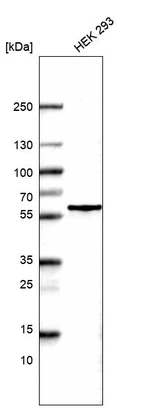 Western blot analysis in human cell line HEK 293.