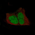 Immunofluorescence staining in SH-SY5Y cell line with Anti-POU3F3 monoclonal antibody, showing specific staining of nucleoplasm in green. Microtubule- and nuclear probes are visualized in red and blue respectively (where available).