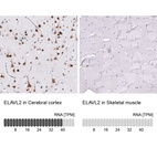 Anti-ELAVL2 Antibody